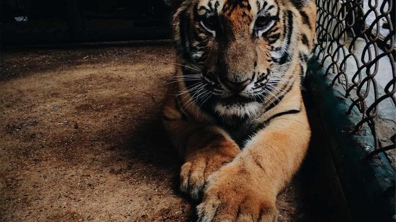 DIRECT. PSG: suivez la conférence de presse de Luis Enrique avant le match contre Strasbourg