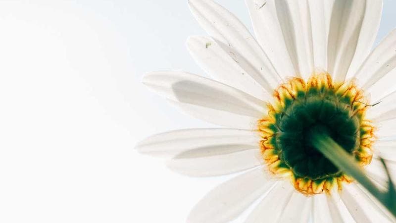 Un homme a été tué par la police fédérale américaine à Minneapolis, le deuxième mort depuis le lancement d'une opération antimigrants dans cette ville