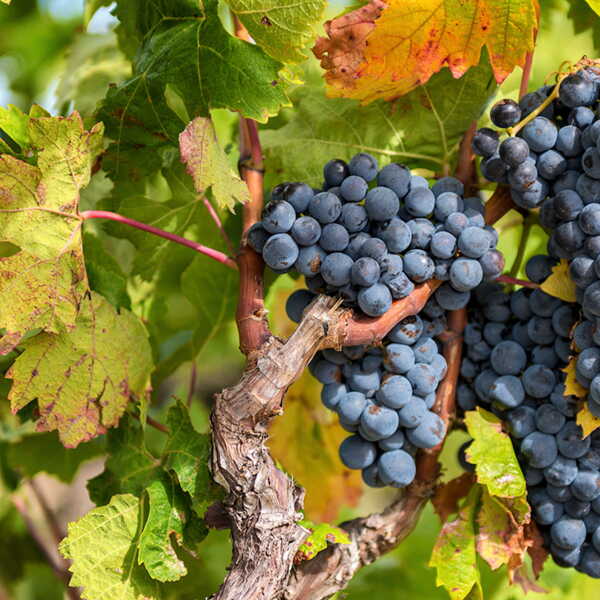 6 infos insolites sur le raisin, le fruit de la vigne